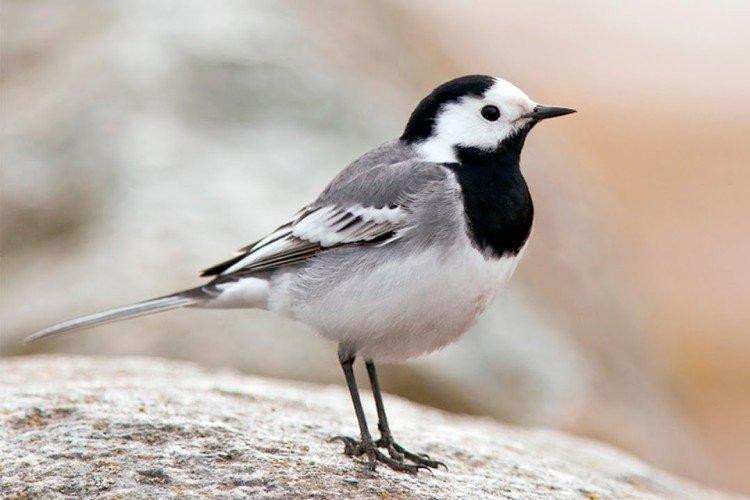 Белая трясогузка