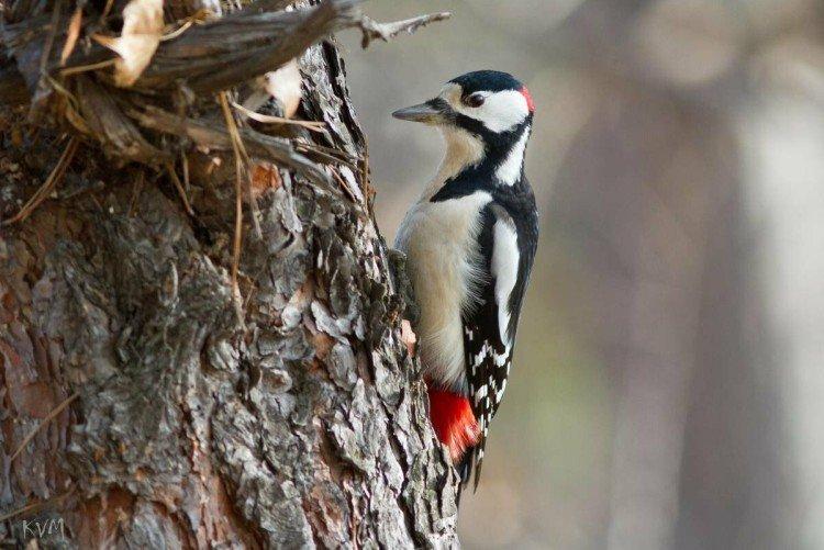 Большой пестрый дятел