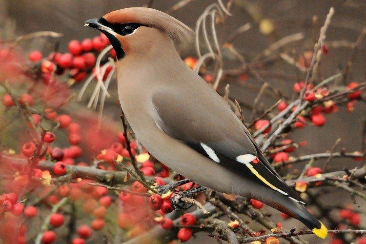 Свиристель