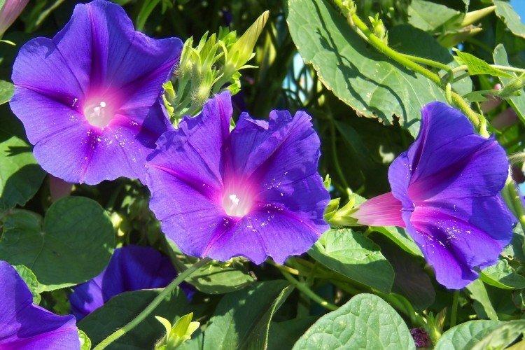 Мавританский вьюнок