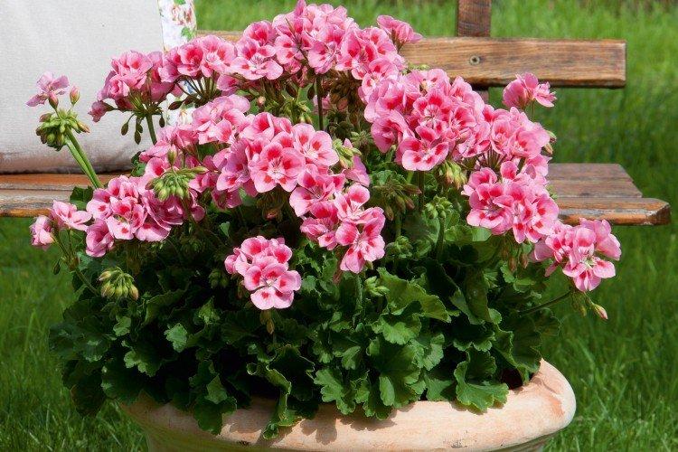 Ампельная герань