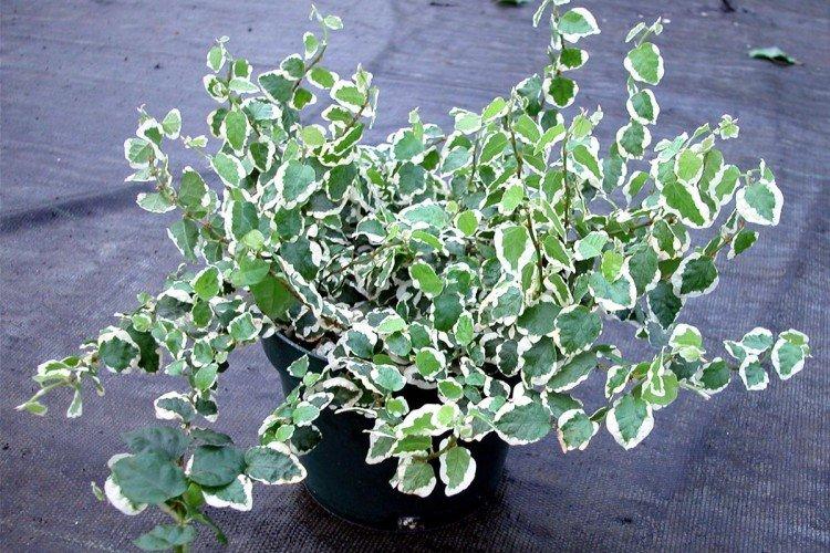 Ползучий фикус