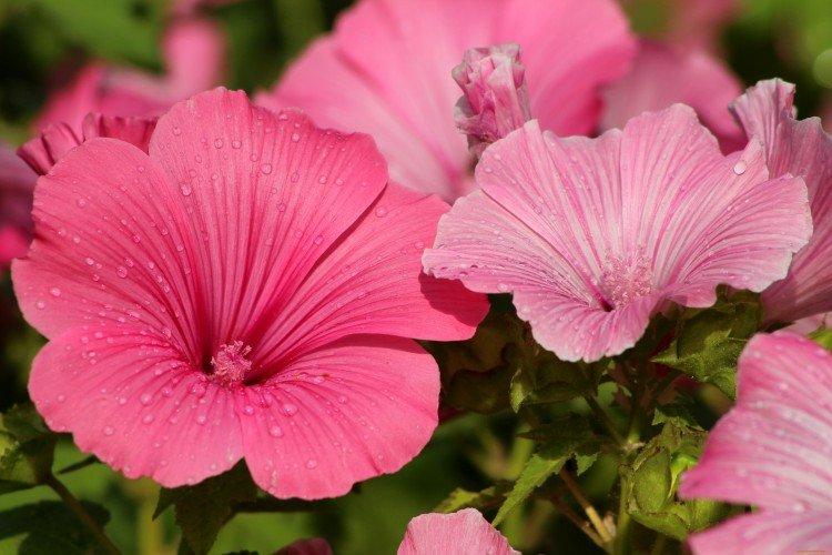 Общая информация