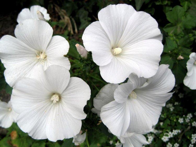 Удобрения и подкормка