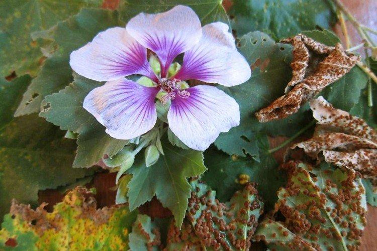 Борьба с вредителями и болезнями