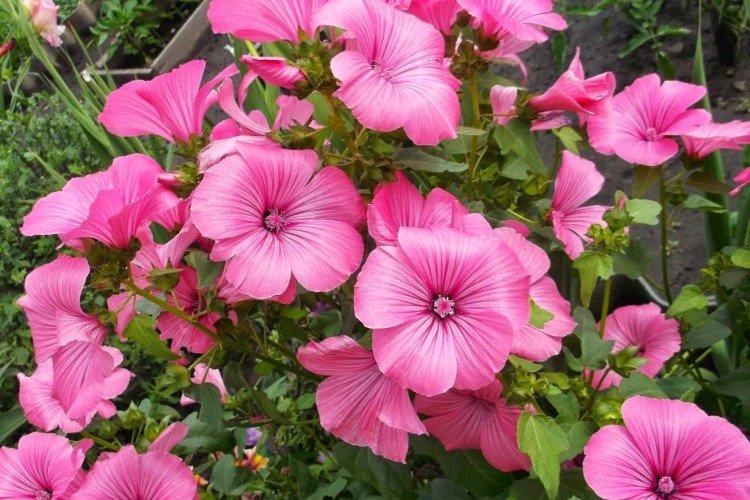 Лаватера – фото