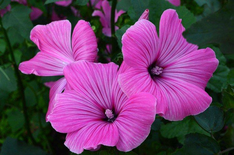 Лаватера – фото