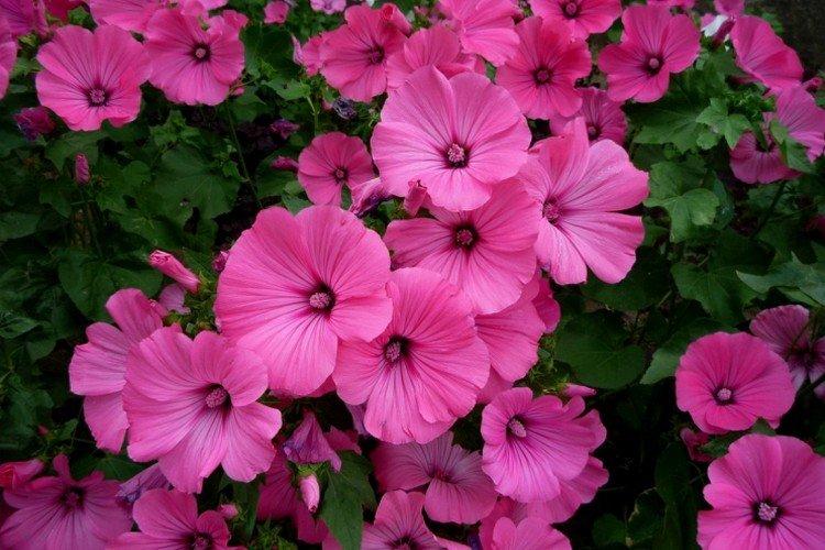 Лаватера – фото