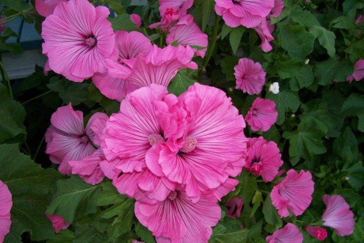 Лаватера – фото