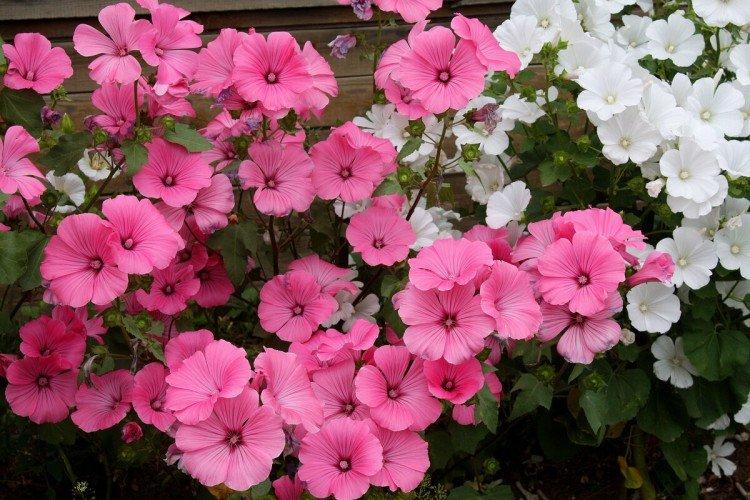 Лаватера – фото