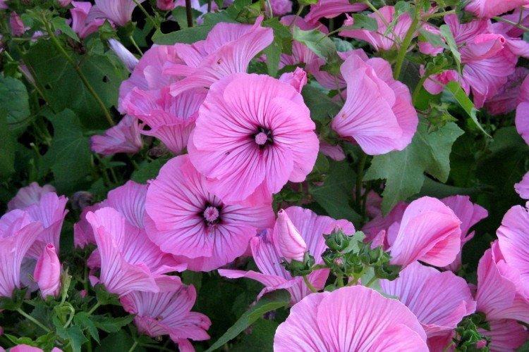 Лаватера – фото