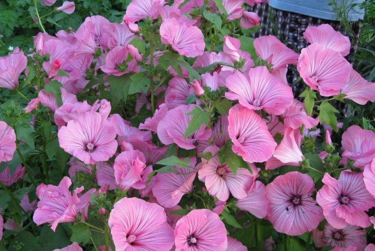 Лаватера – фото