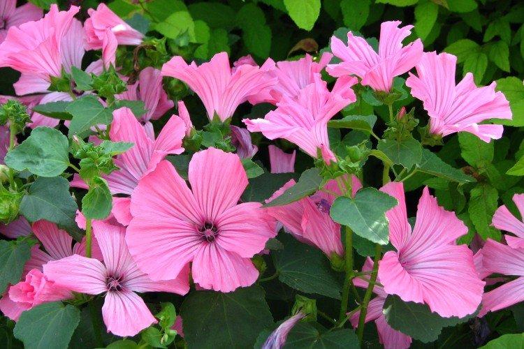 Лаватера – фото