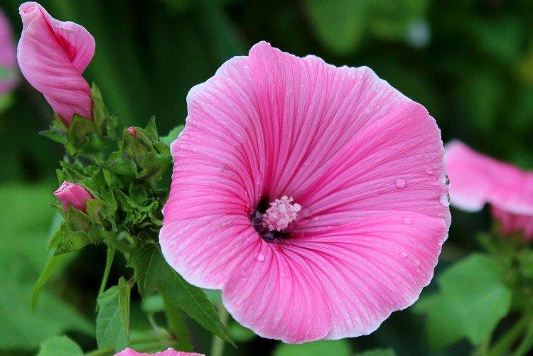 Лаватера – фото