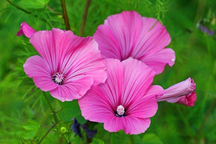 Лаватера – фото