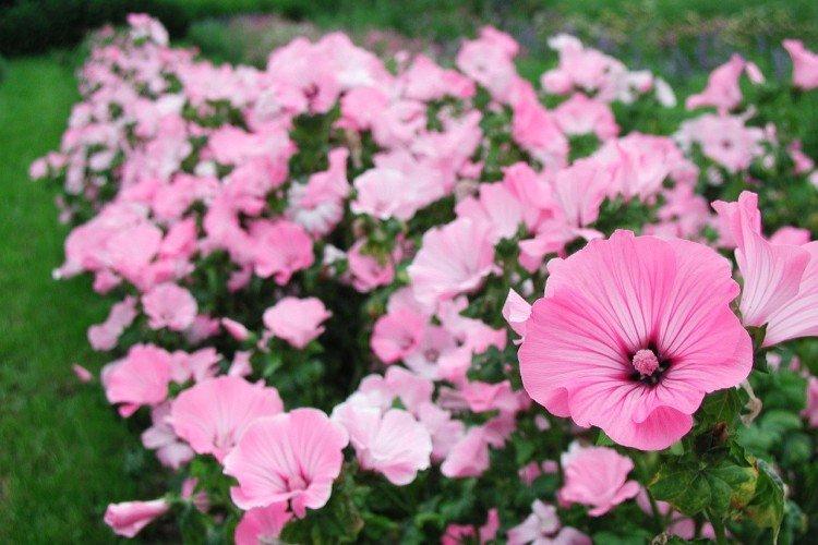 Лаватера – фото