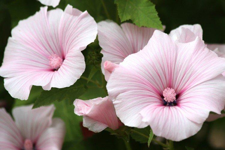 Лаватера – фото