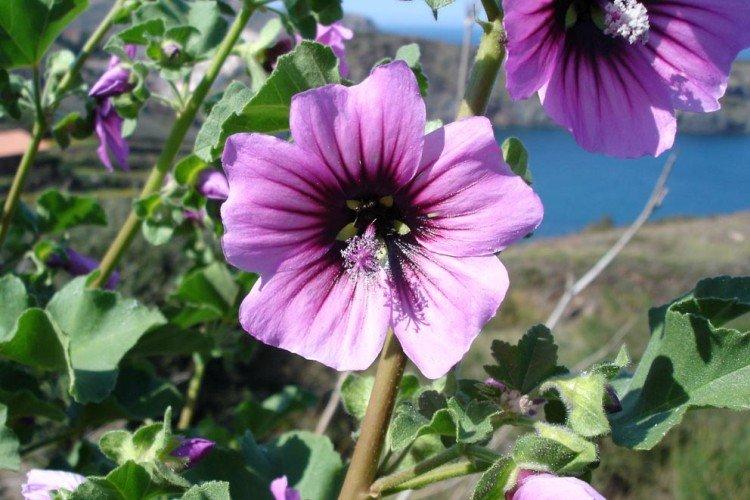 Древовидная лаватера