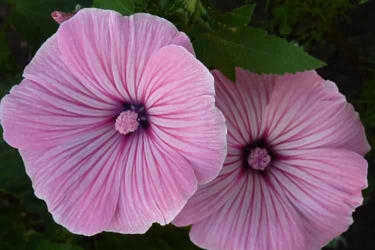 Приморская лаватера