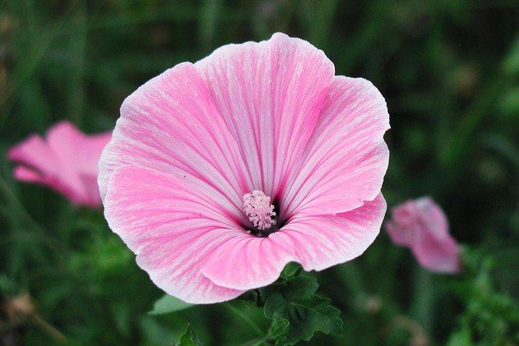 Температура