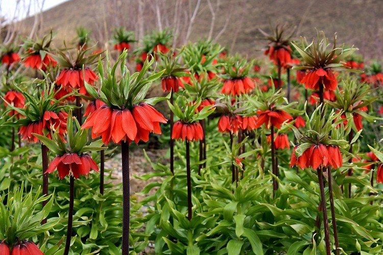 Хранение луковиц