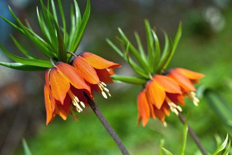 Рябчик – фото