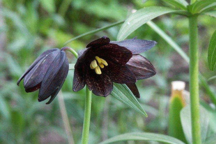 Рябчик – фото