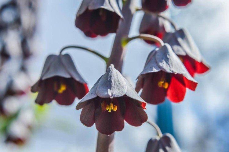 Рябчик – фото