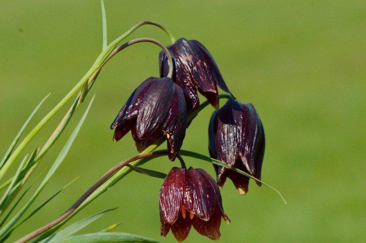 Рябчик – фото