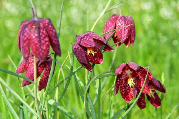 Рябчик – фото