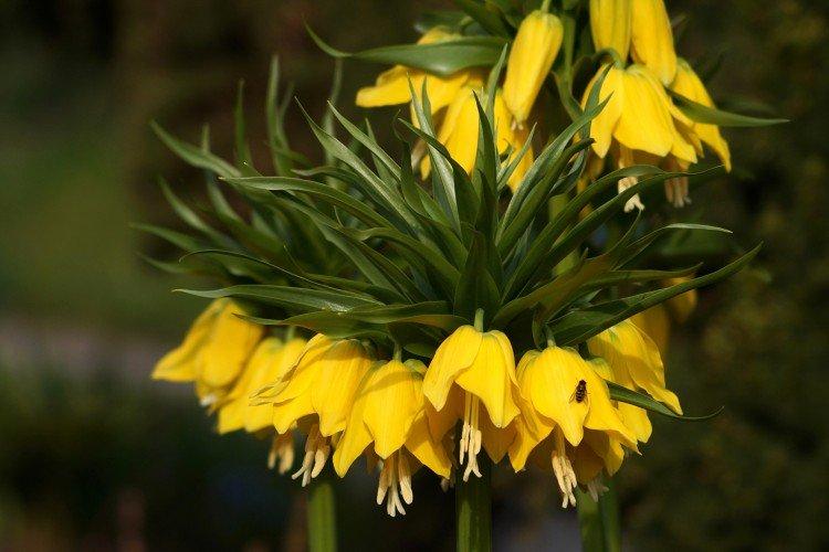 Рябчик – фото