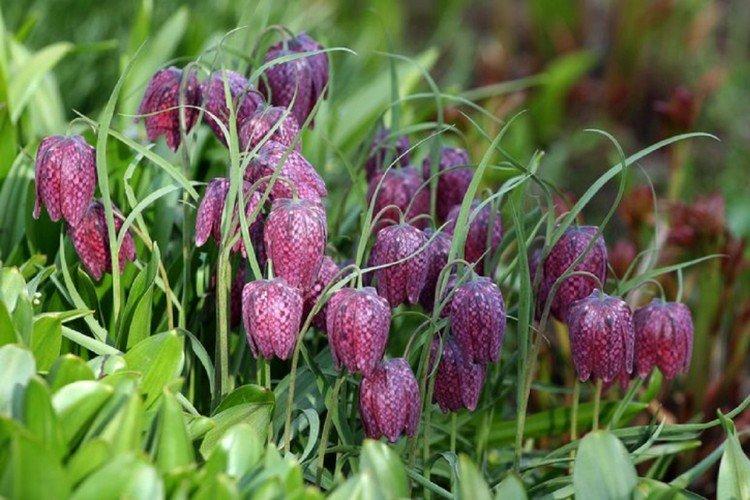 Русский рябчик