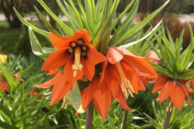 Рябчик – фото