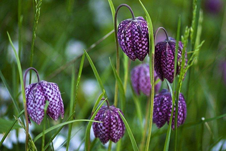 Рябчик – фото