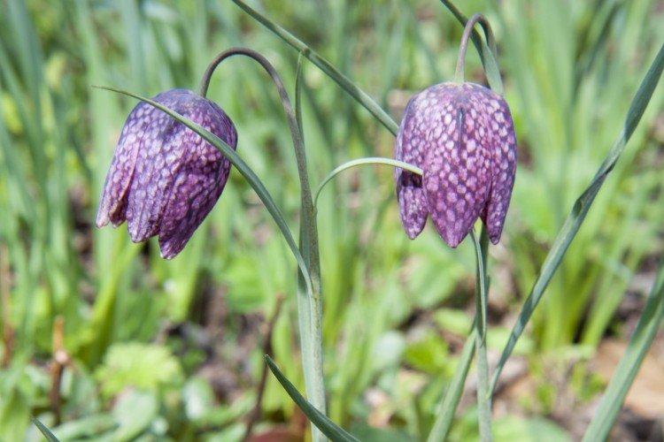 Рябчик – фото