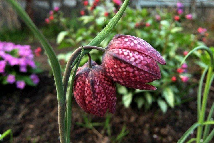 Шахматный рябчик