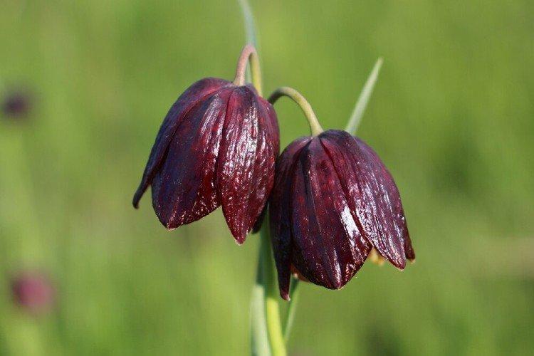 Рябчик – фото