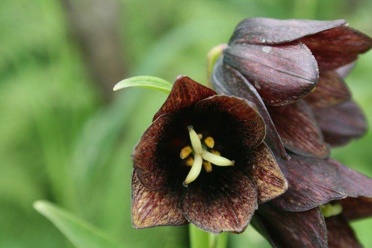 Рябчик – фото