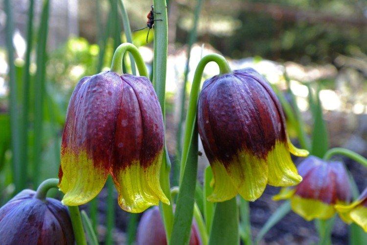 Рябчик Михайловского