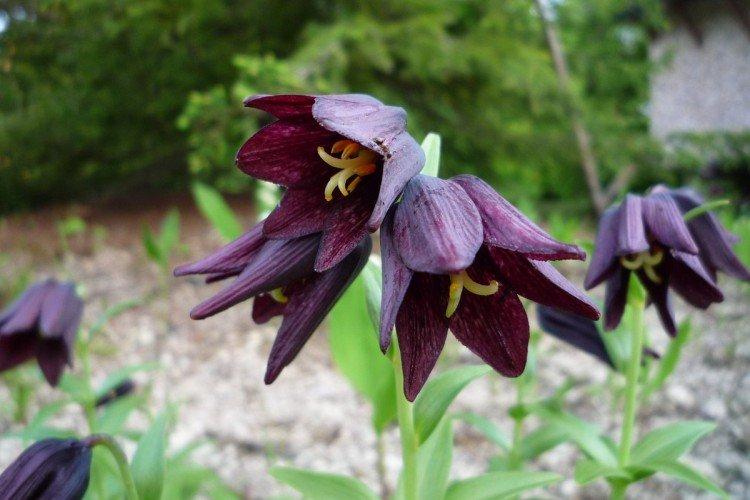 Камчатский рябчик