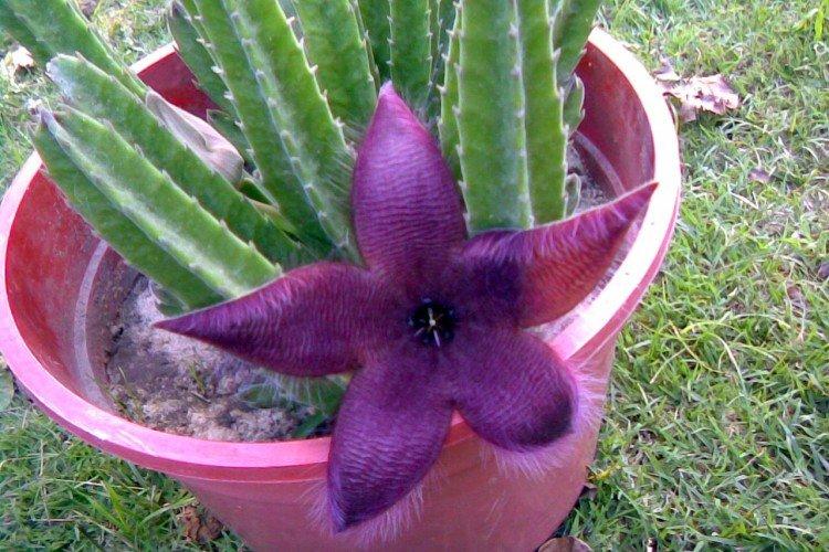 Косматая стапелия