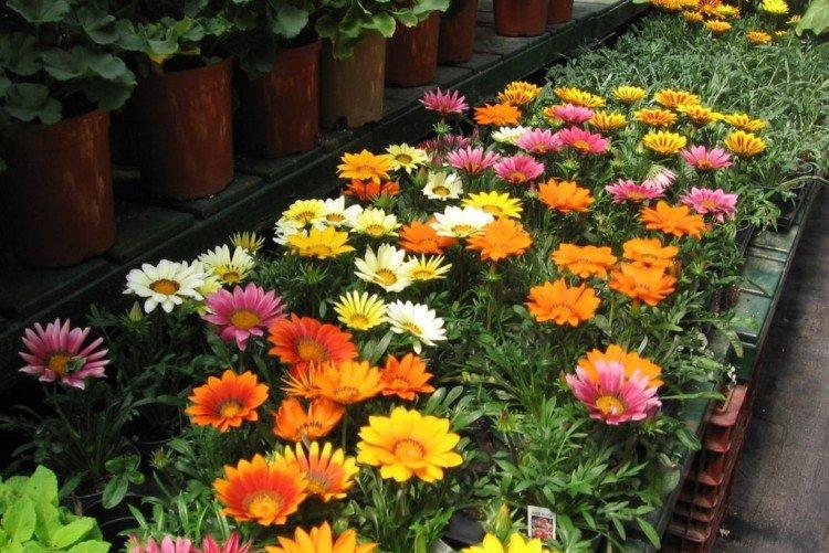 Почему гацания не цветет?