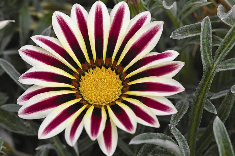 Гацания – фото