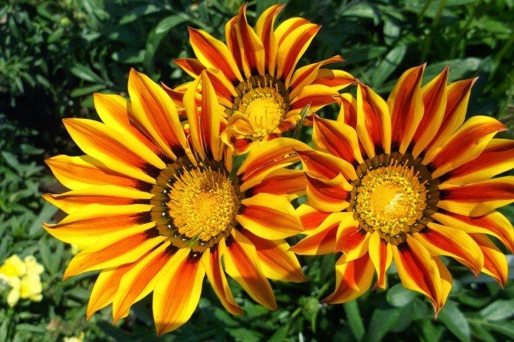 Длиннострелковая гацания