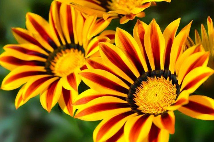 Гацания – фото