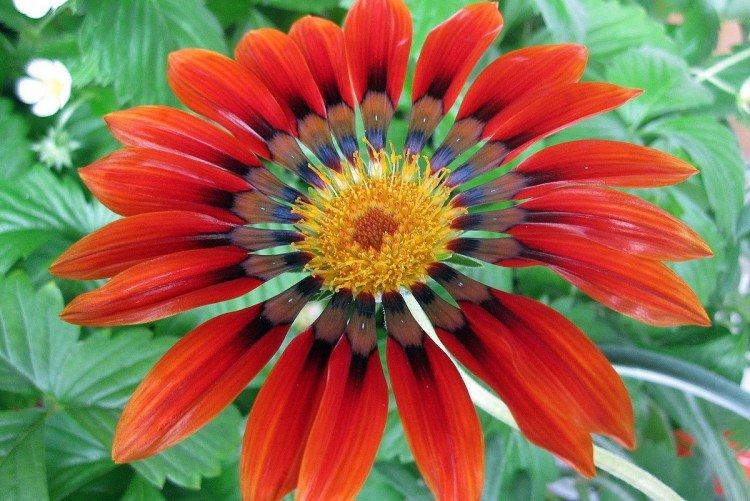 Гацания Потси