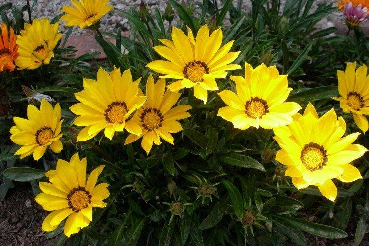 Одноцветковая гацания