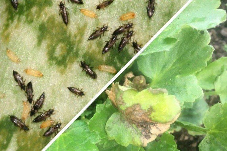 Борьба с вредителями и болезнями