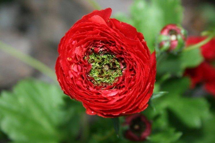 Ранункулюс – фото