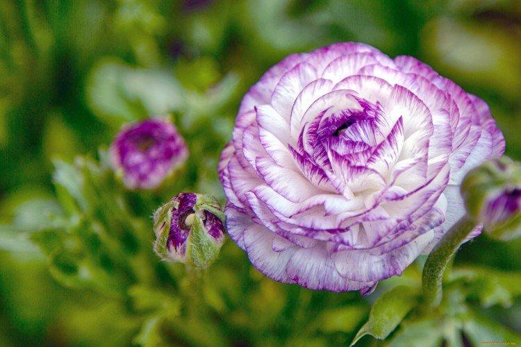 Ранункулюс – фото